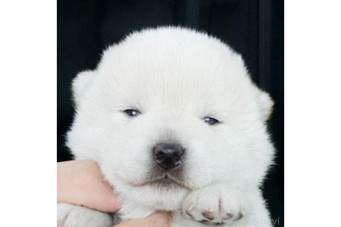 成約済の愛知県の柴犬-369454の4枚目